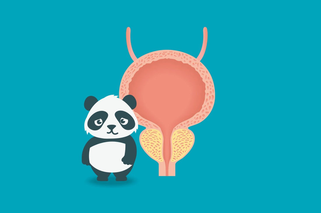 Alles over de ontwikkeling van de blaas - Dryly®